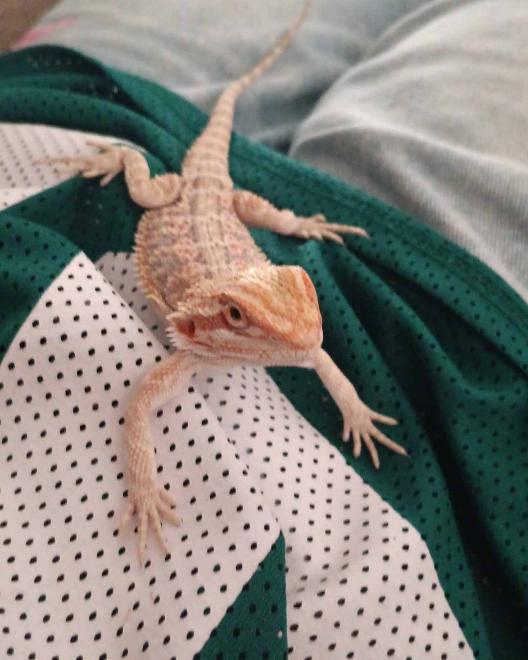 chip the bearded dragon 🐉. Lizard, Reptile, Gecko, Iguana