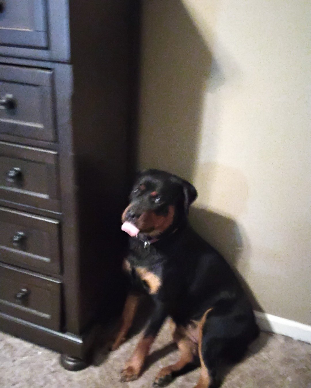 Leda the Rottweiler. Drawer, Furniture, Cabinet, Dog, Puppy