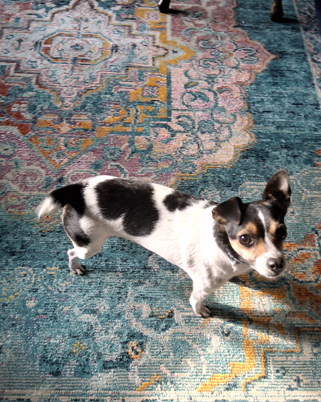Daisy the Chihuahua terrier mix. Dog, Puppy, Home Decor, Accessories