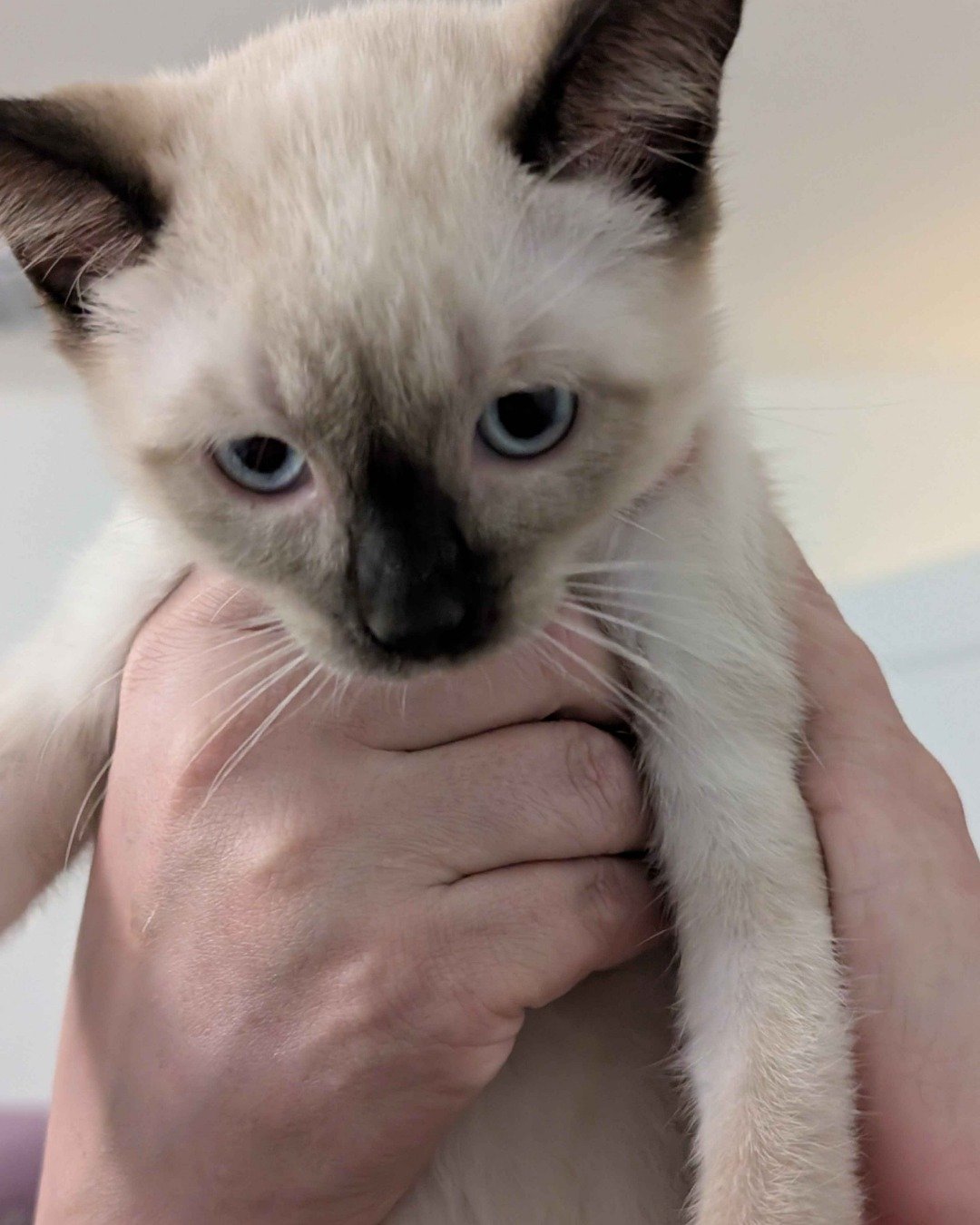 Moon. Cat, Siamese