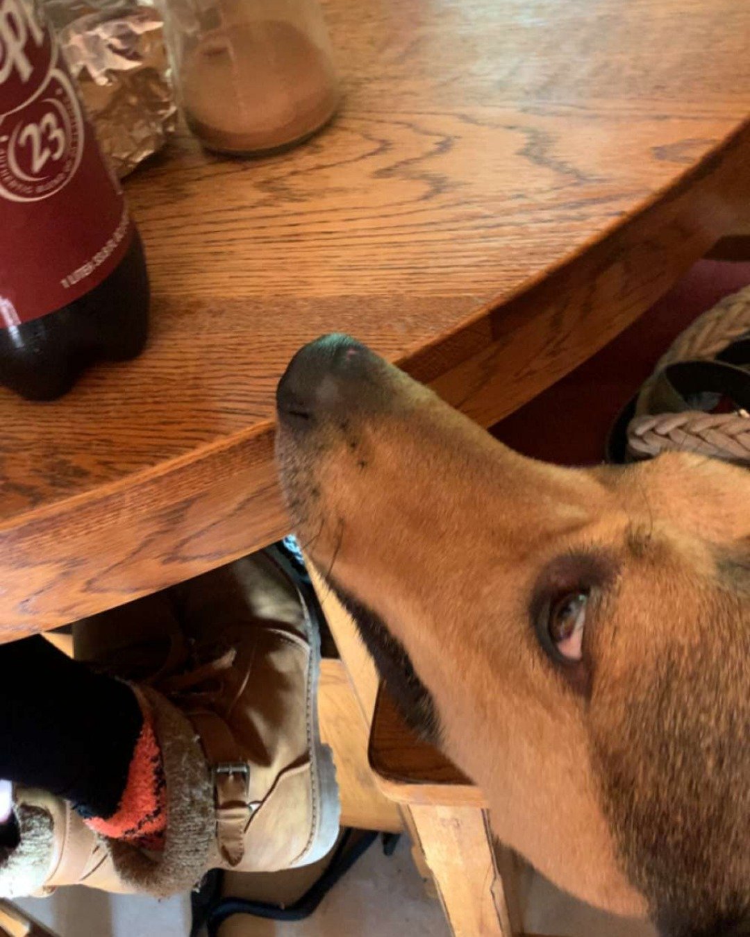 Bosco Stix the Super Mutt. Clothing, Footwear, Shoe, Wood, Furniture, Table