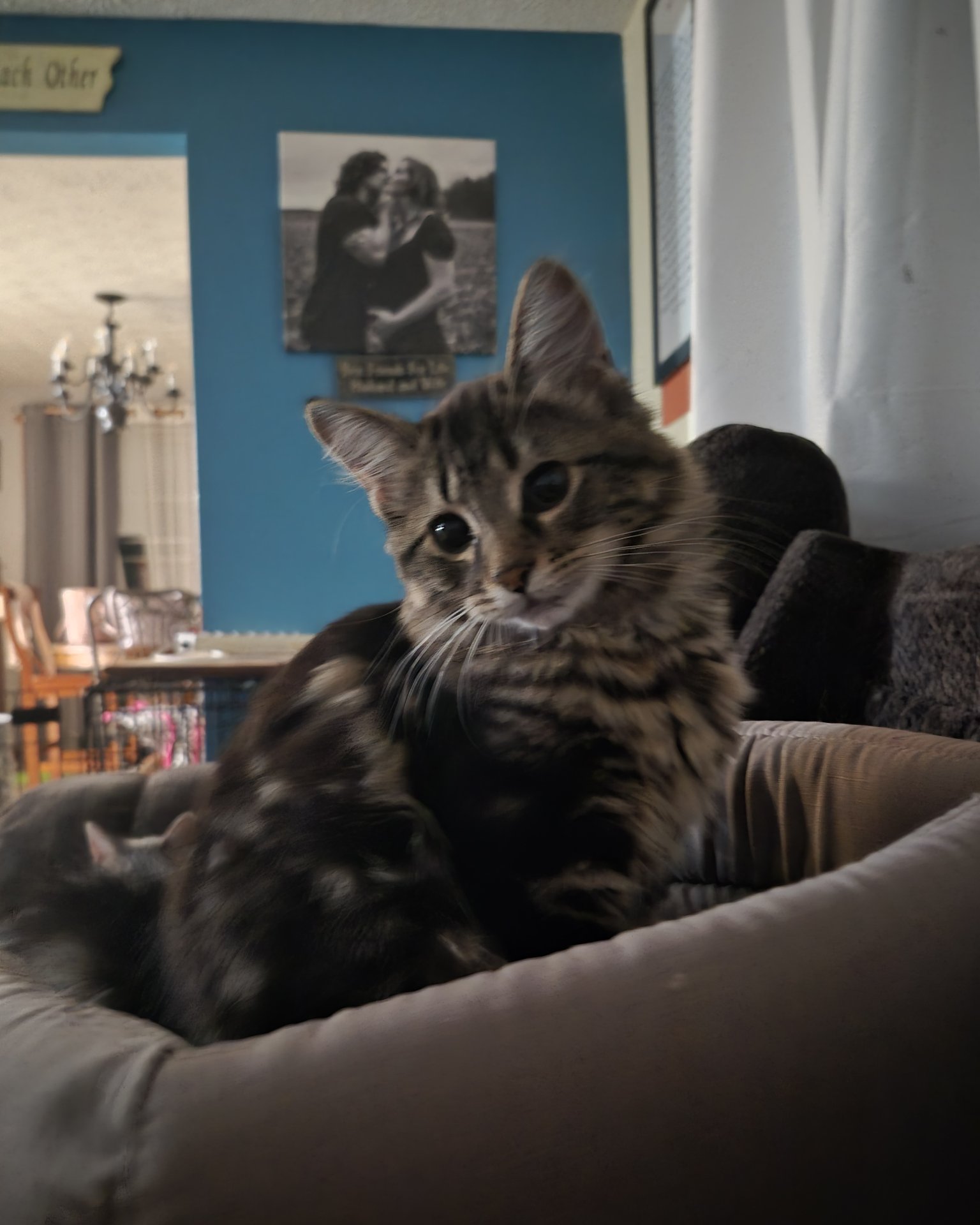 Noodle the Domestic longhair. Couch, Furniture, Architecture, Building, Indoors, Living Room