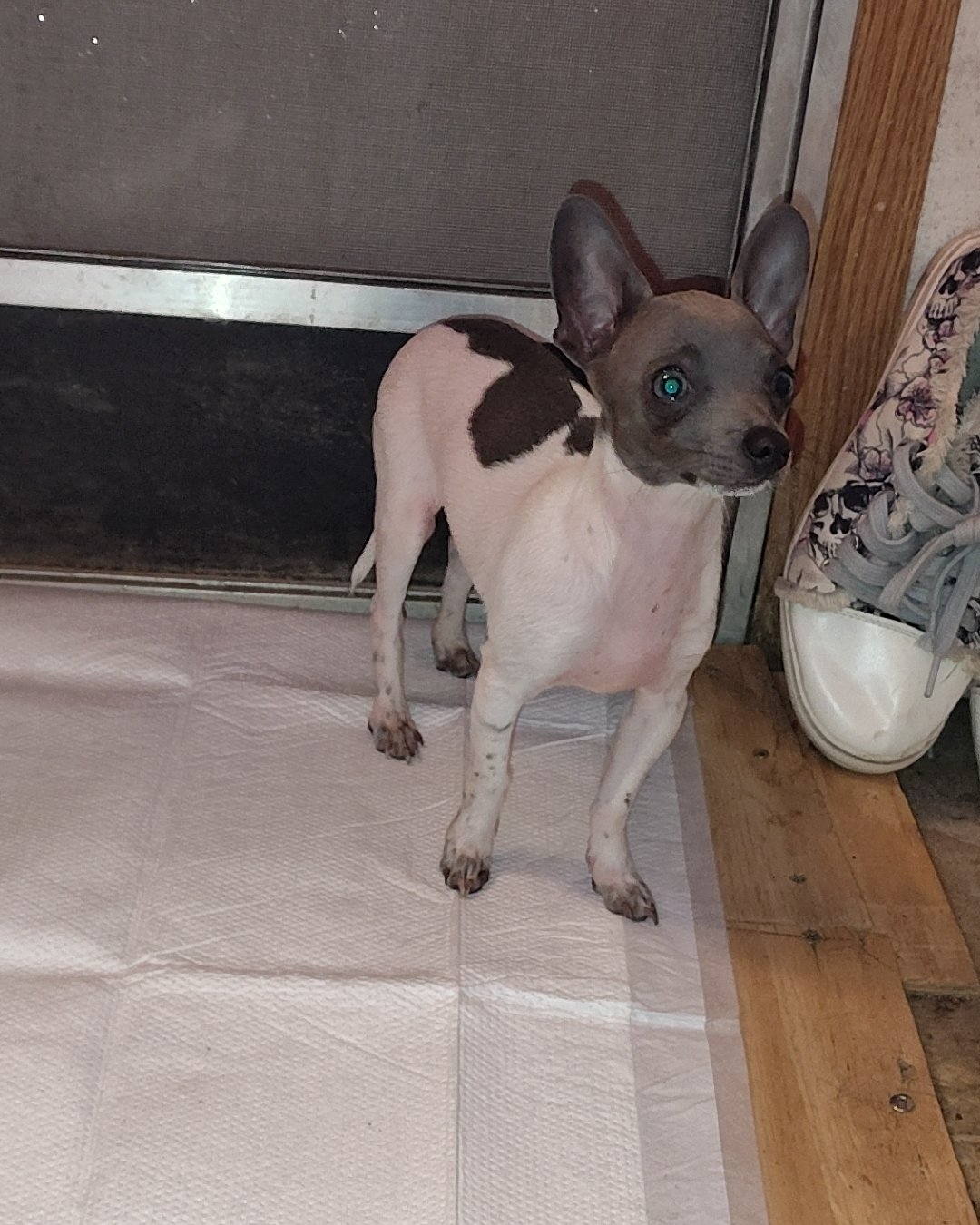 Charlie the chiweenie puppy. Dog, Chihuahua, Clothing, Footwear, Shoe, Floor