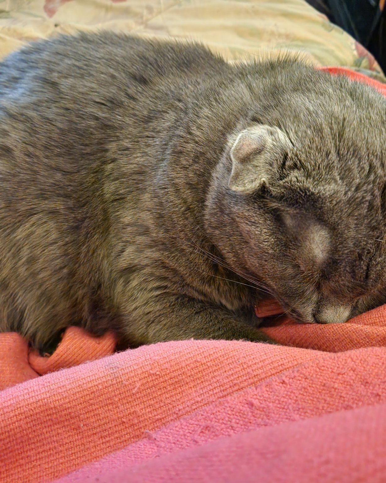 Lilac the SDH. Person, Sleeping, Dog, Abyssinian, Cat, Blanket