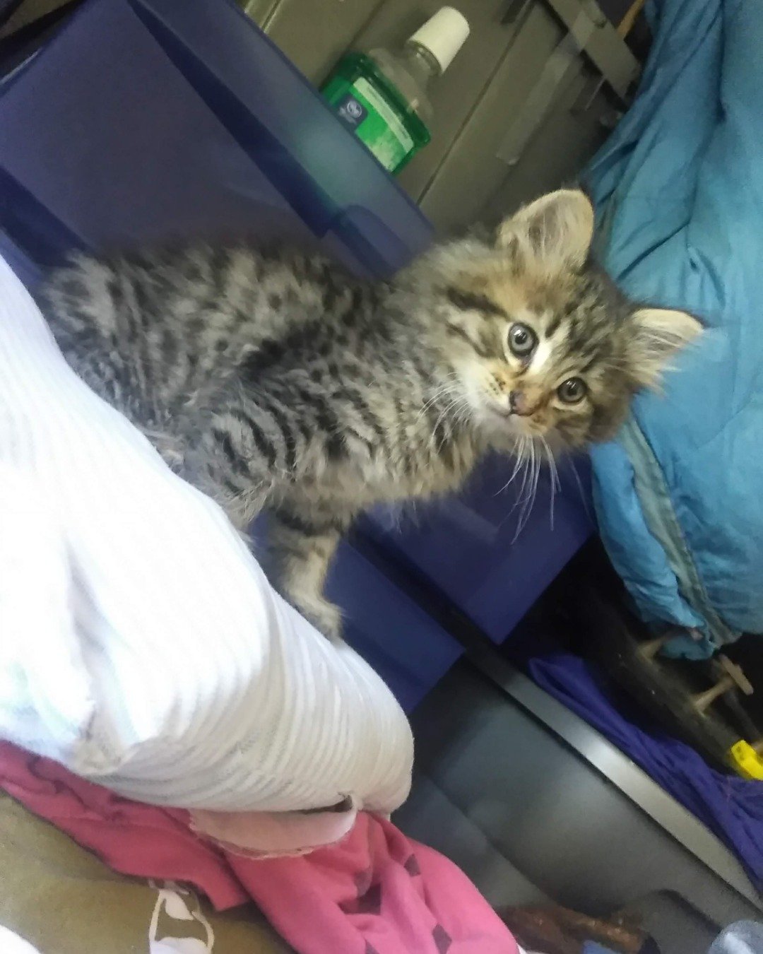 Booey; Baby Boy; Ka-Booey; Boo-Titters the MaineCoon Mix, Tabby. Cushion, Home Decor, Cat, Kitten, Furniture