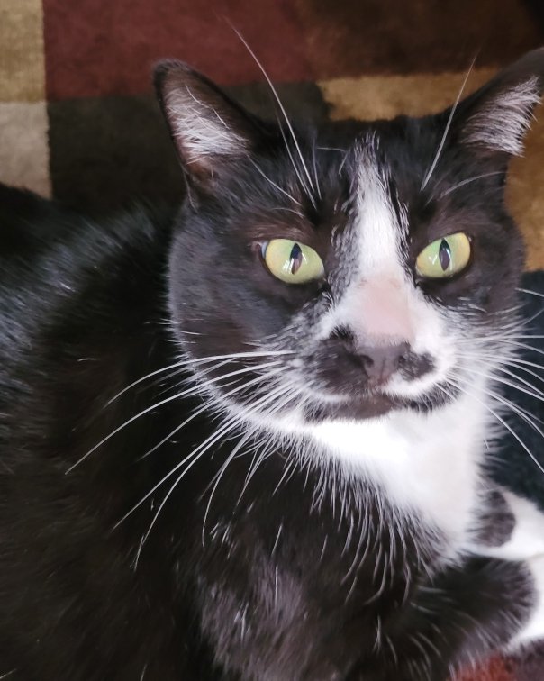 tilly the tuxedo. Cat