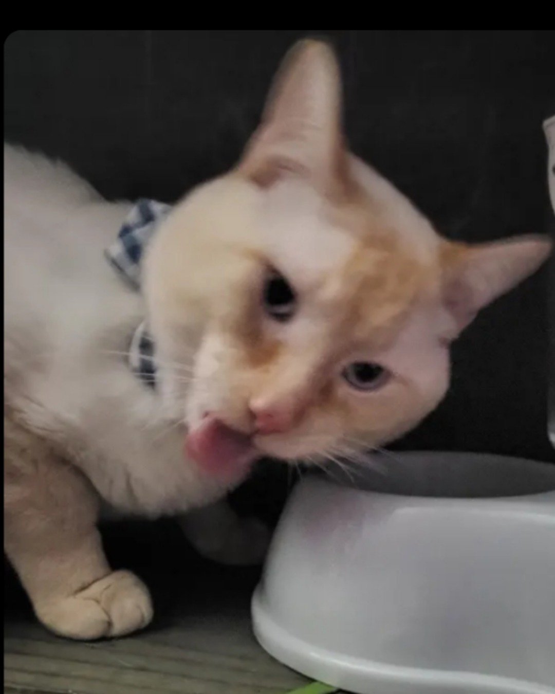 Eevee the hot point Siamese. Cat, Kitten