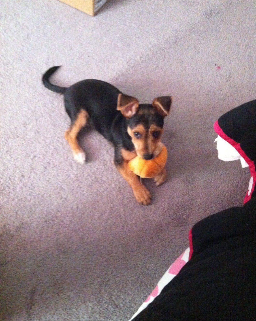 🌟sparky🌟. Dog, Puppy, Hound, Ball, Sport, Tennis