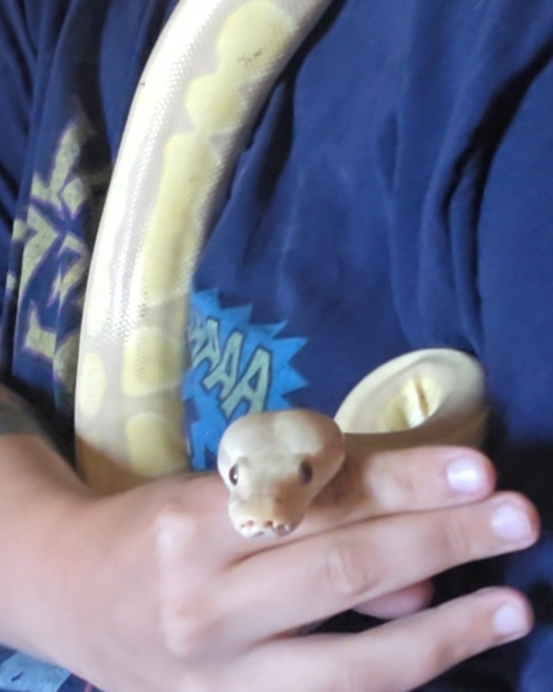 Gouda the Ball Python. Baby, Person, Smoke Pipe