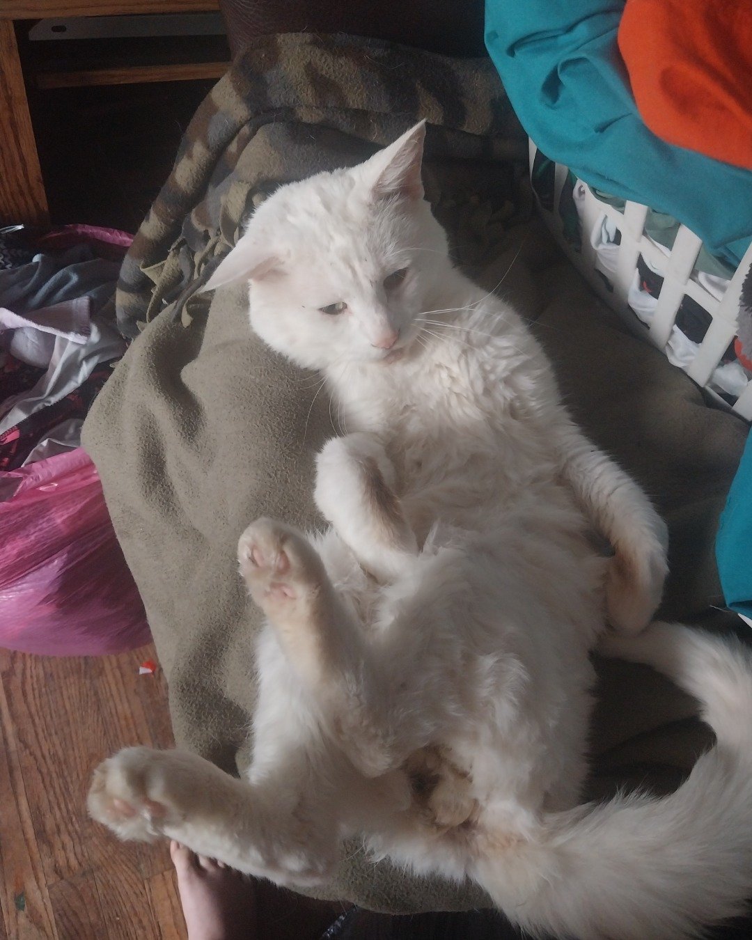 Marsh.. Cushion, Home Decor, Couch, Furniture, Cat, Angora