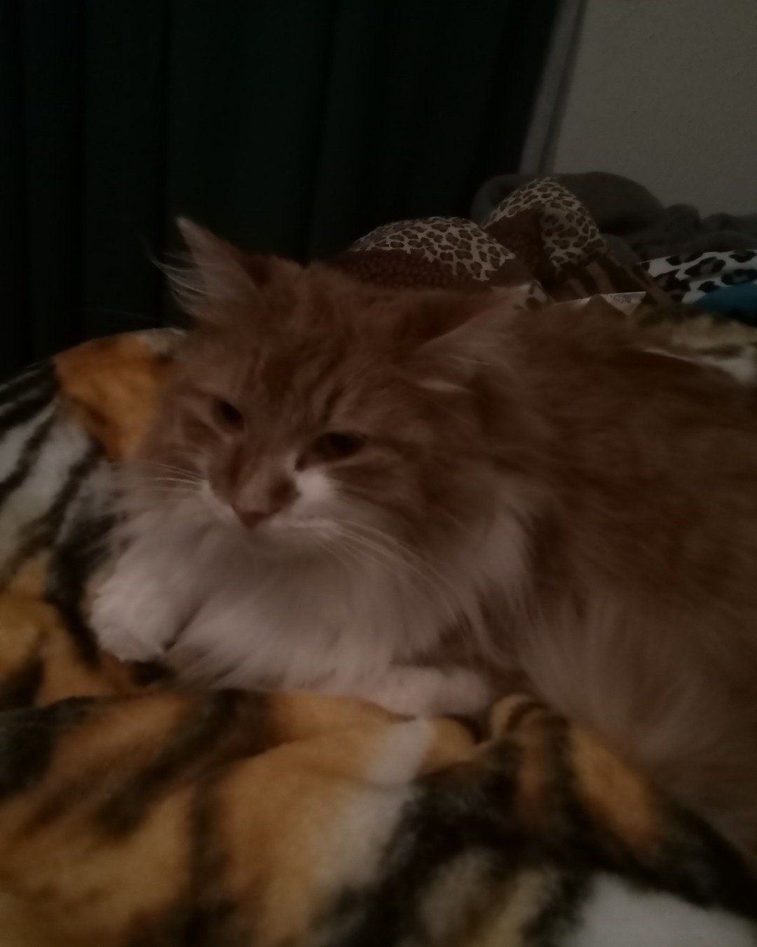 Lucky. Cat, Kitten, Blanket