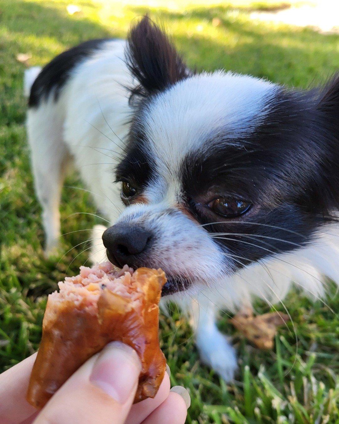 Danny the Long haired Chihuahua. Grass, Plant, Dog, Puppy, Cream, Dessert
