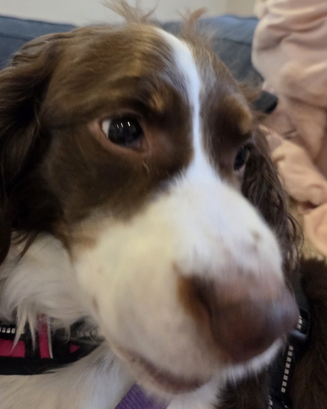 Sparky the English Springer Spaniel. Dog, Puppy, Hound, Cocker Spaniel