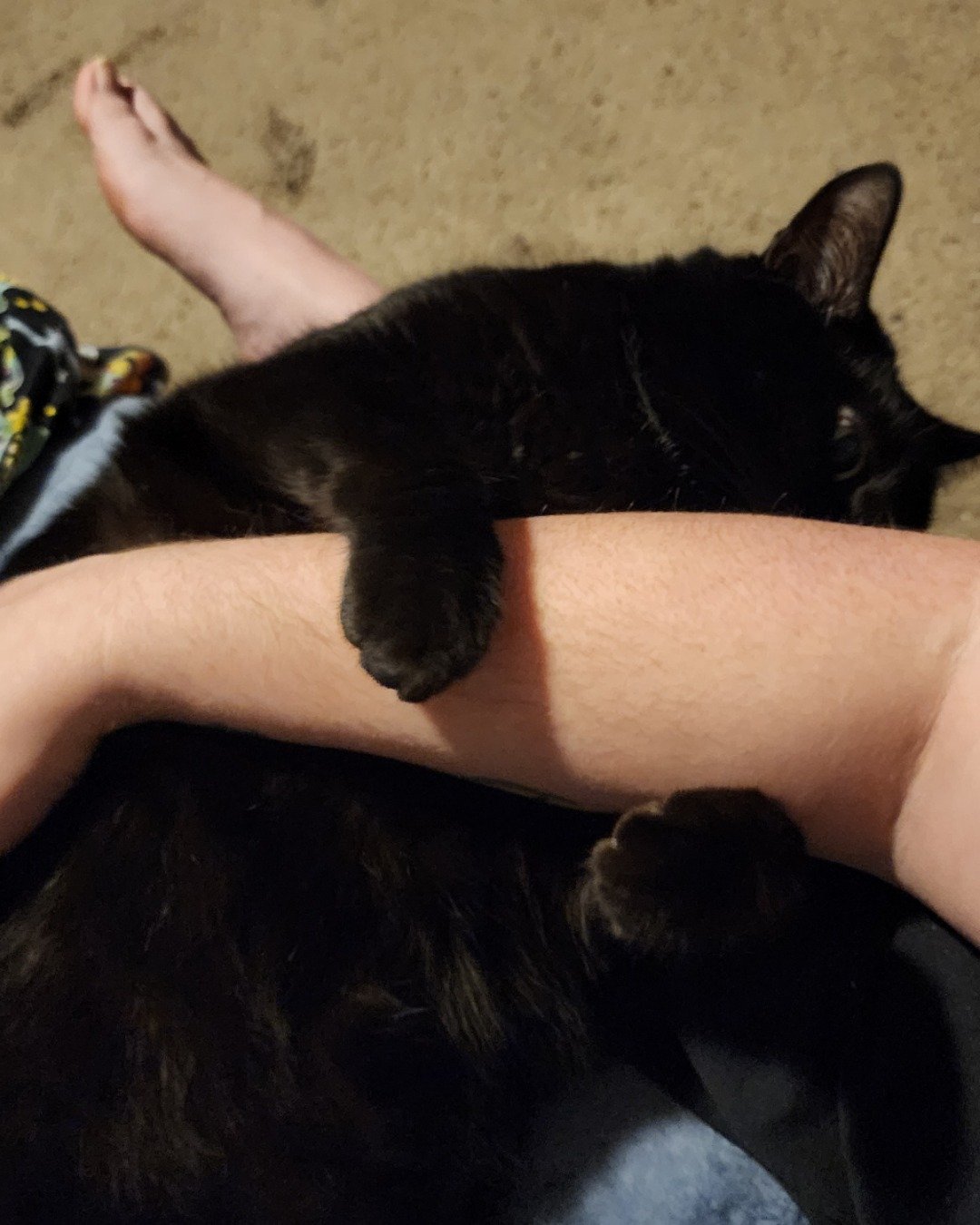 Unity. Cat, Black Cat