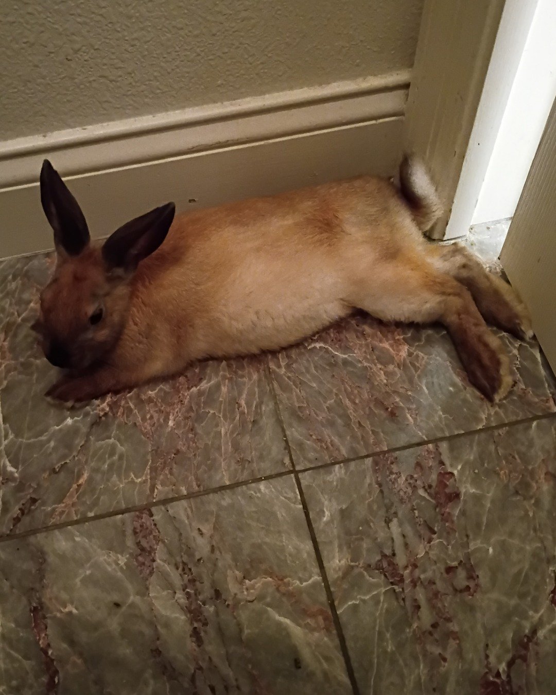 Dravina the Bunny. Floor, Flooring, Hare, Rodent, Rabbit, Kangaroo