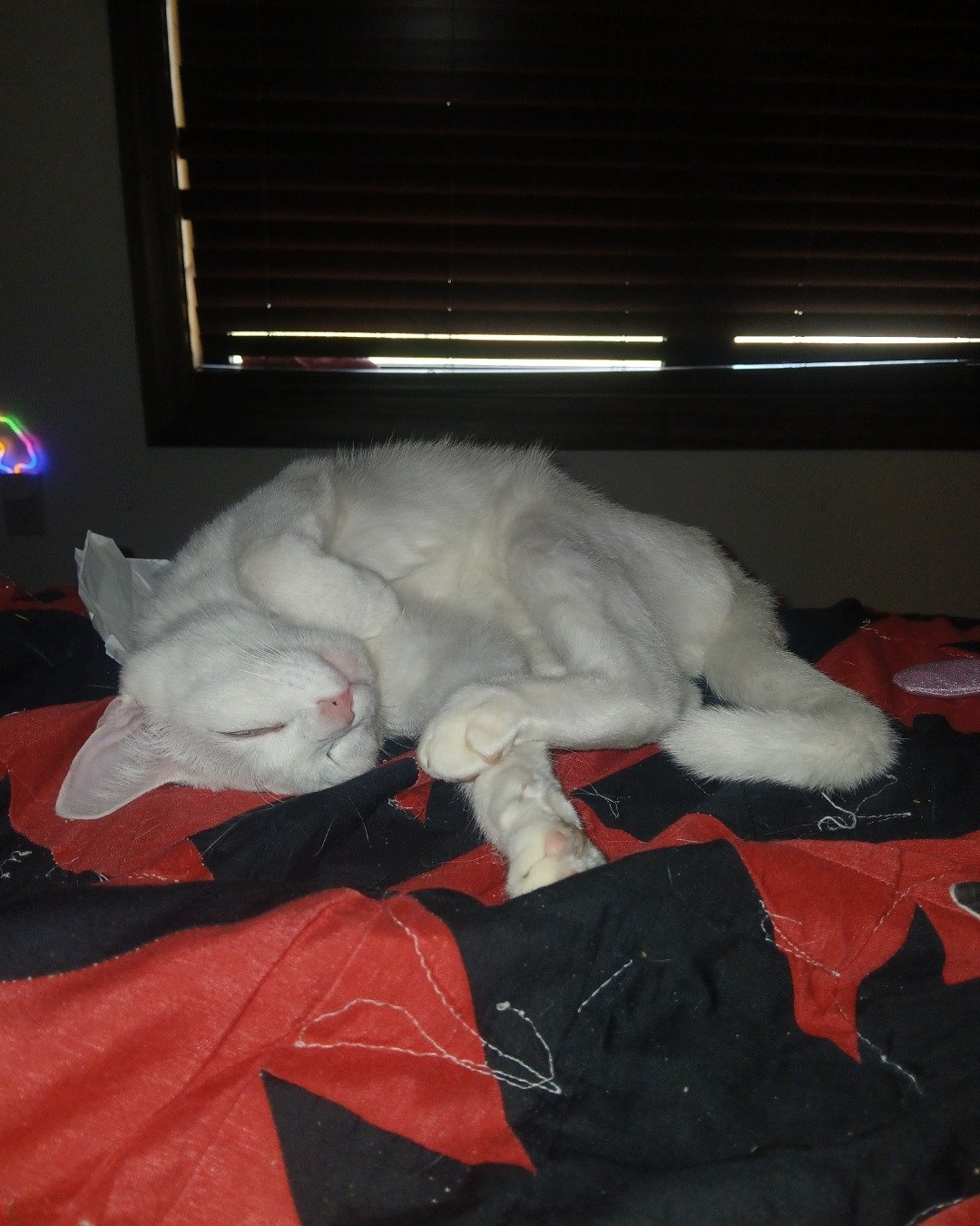 Snowball the White kitty. Home Decor, Person, Sleeping, Cat, Electronics, Screen