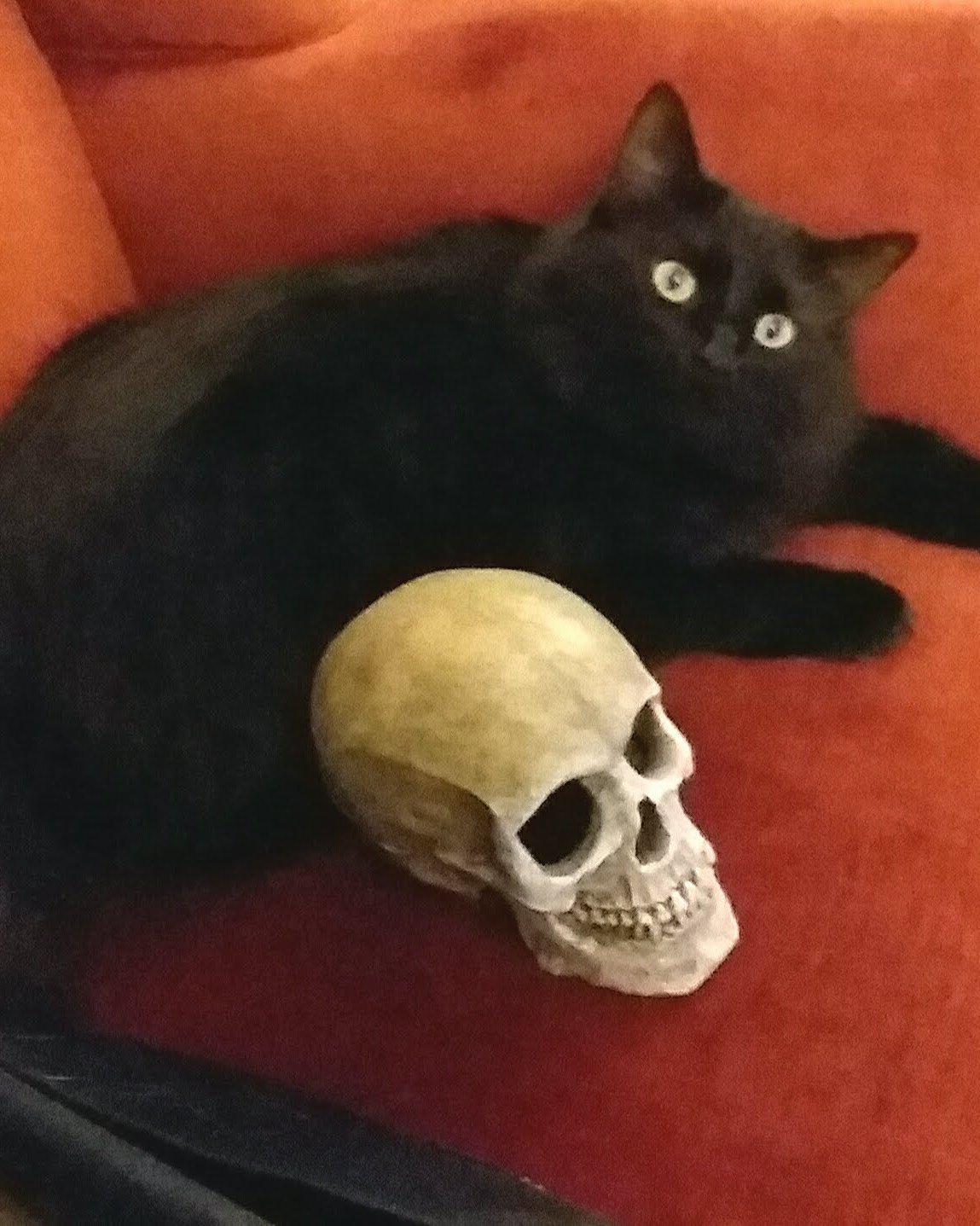 Sylvester the Unsure. Cat, Black Cat