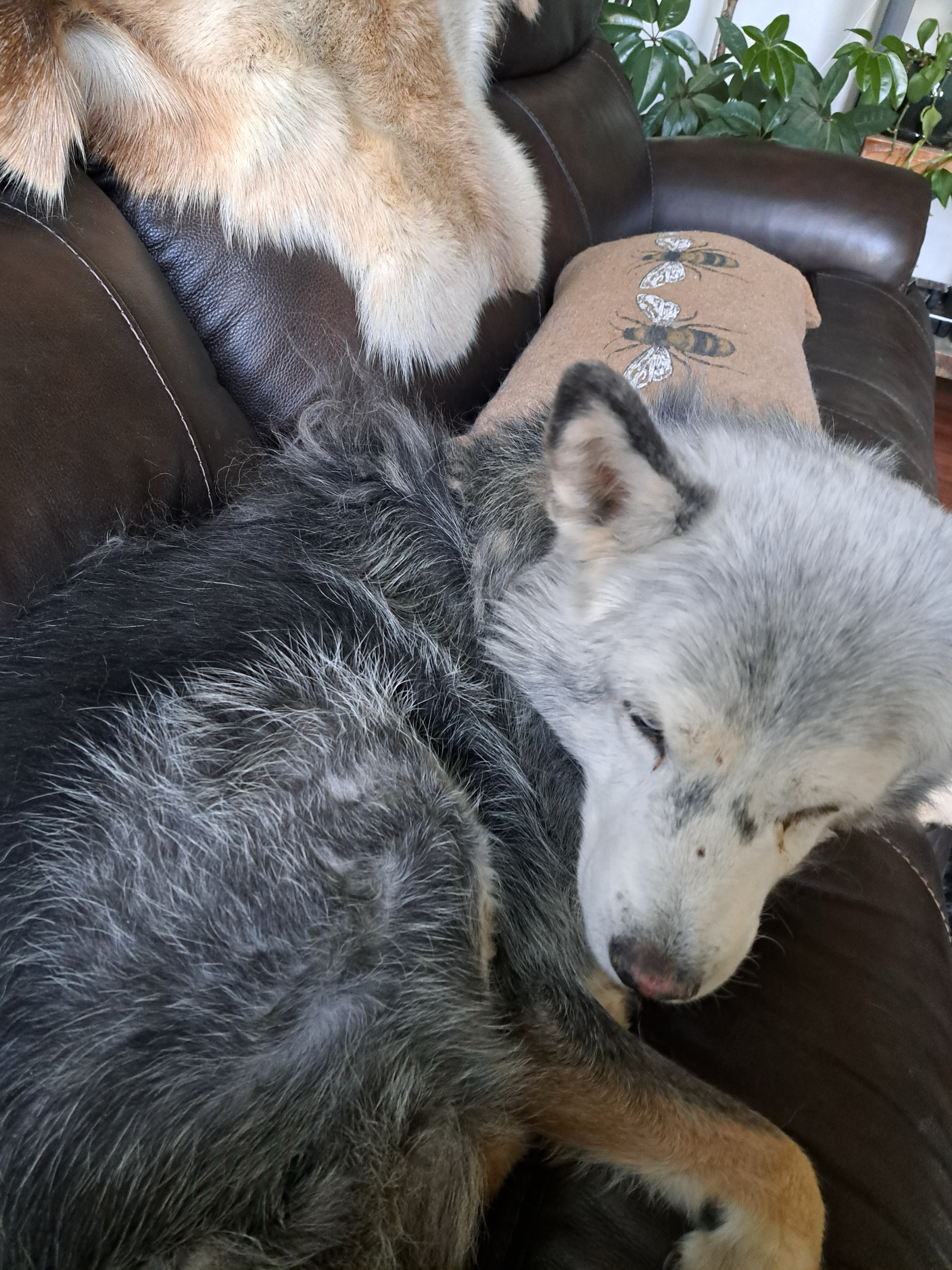 Loki the Siberian Husky