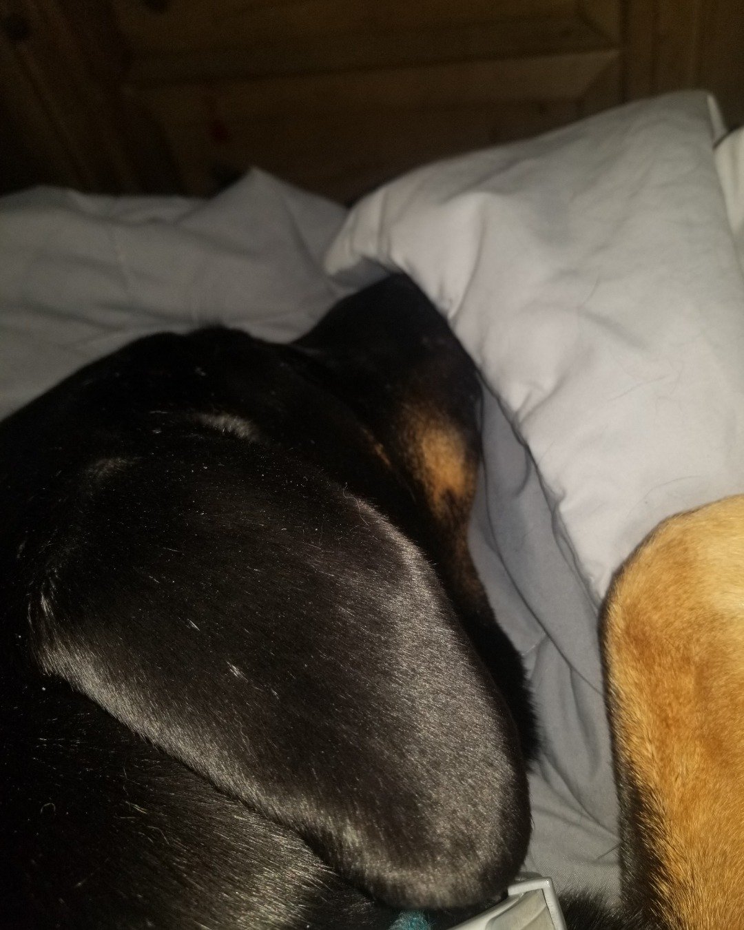 rox&blue the doberman pinscher. Cushion, Home Decor, Dog, Puppy, Hound, Person