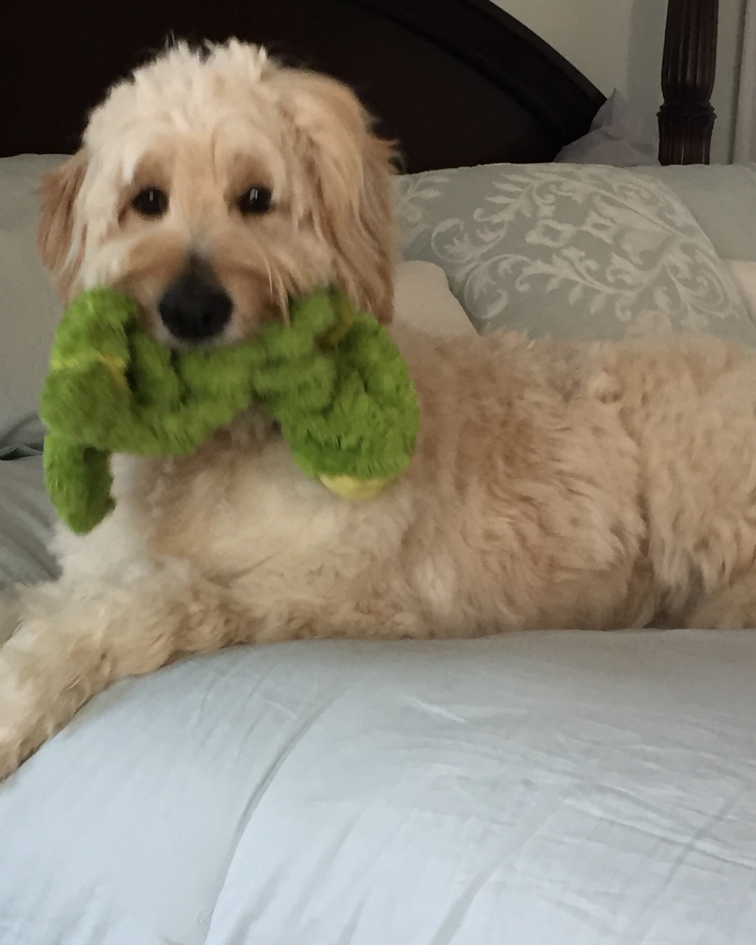Bria the Goldendoodle — Couch, Furniture, Dog, Puppy, Cushion, Home Decor
