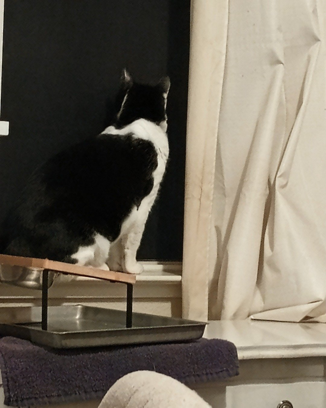 Zeke. Cat, Manx, Home Decor, Wood