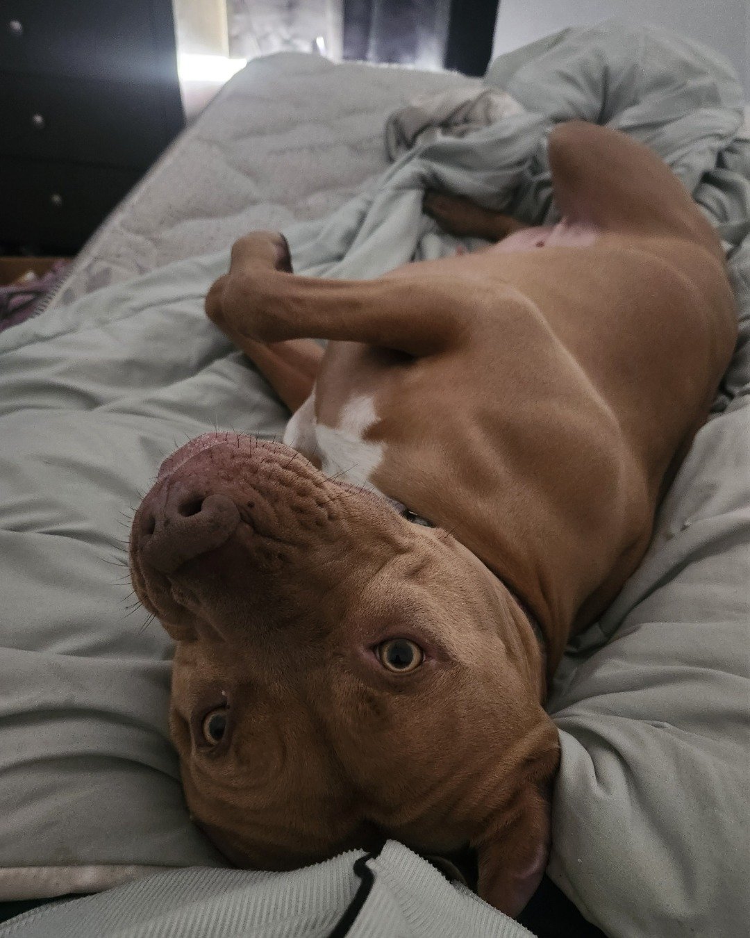 karma the pitbull. Dog, Puppy, Bulldog, Pitbull, Furniture, Blanket