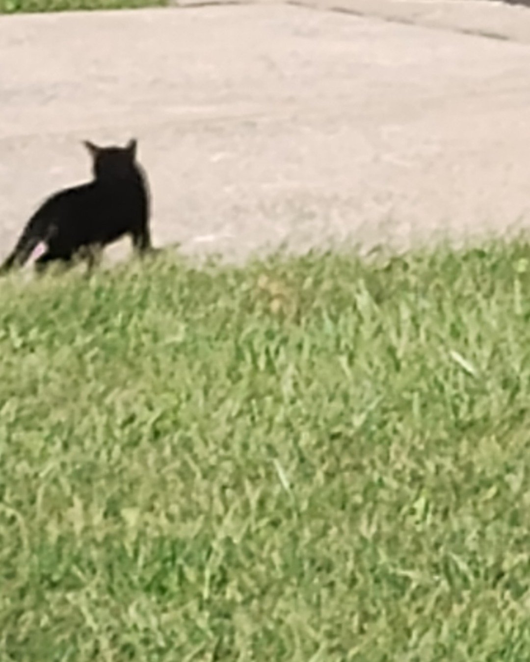 strays the idk. Grass, Plant, Cat, Kangaroo, Black Cat
