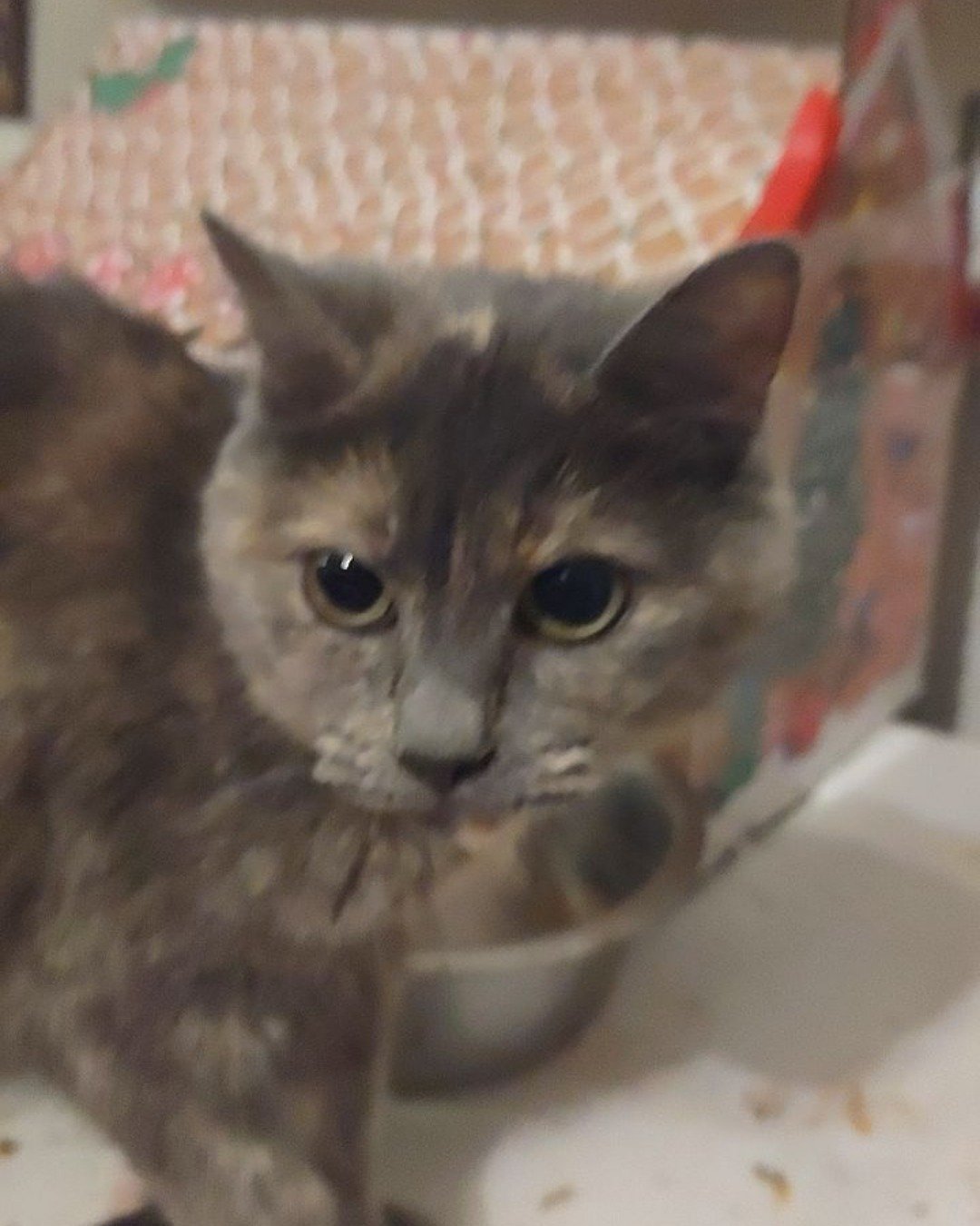puff the tortoise Shell. Cat, Kitten
