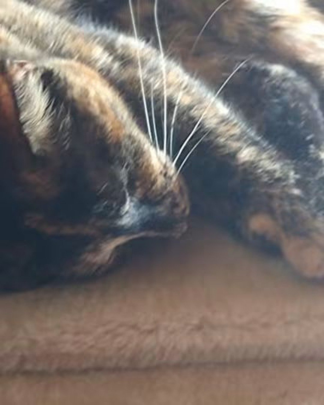 Gizmo. Cat, Couch, Furniture