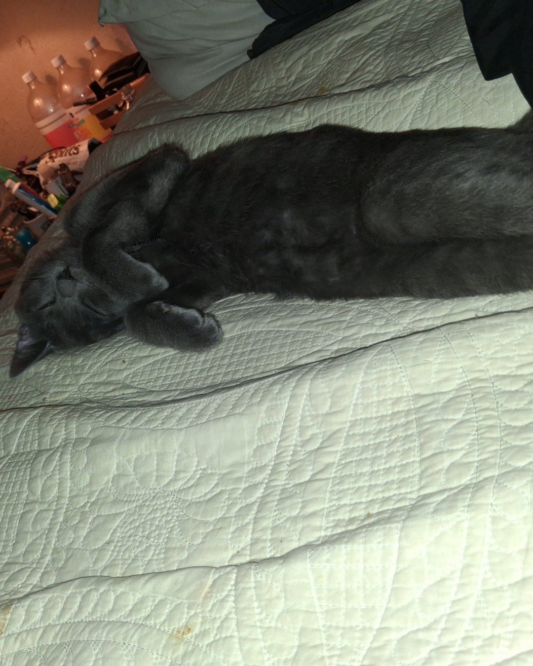Biscuits the Russian blue. Furniture, Quilt, Cat, Blanket, Bed, Bedroom