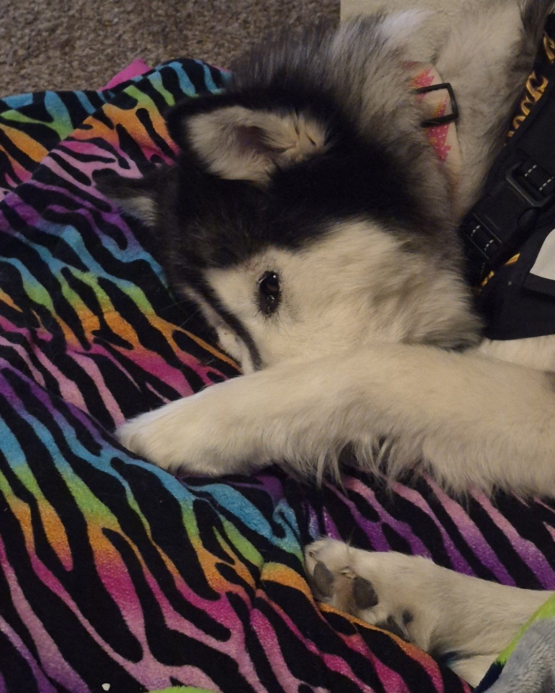 Tasha the Husky/wolf. Dog, Husky, Puppy, Blanket