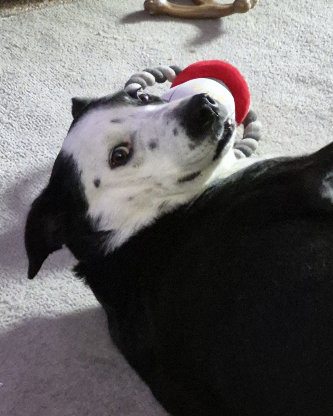 stevie the border collie/lab. Dog, Puppy
