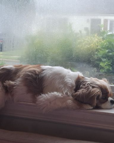 Cute Cavalier King Charles Spaniel named Arya