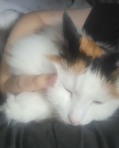 Cute cat named daisy
