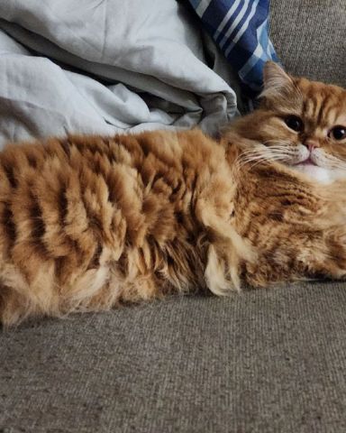 Cute Persian Ragdoll named Kemet
