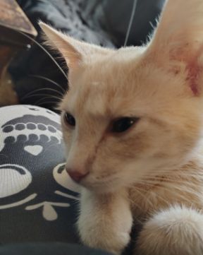 Cute orange kitty named Aphrodite