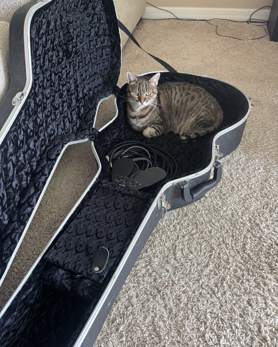 Cute cat named Luna