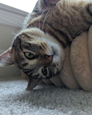 Cute Brown Tabby Shorthair named Cheddar Biscuit