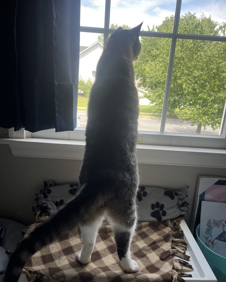 Cute cat named Sam