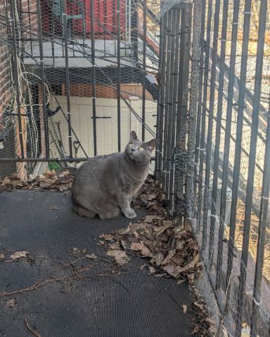 Cute Grey named Theseus
