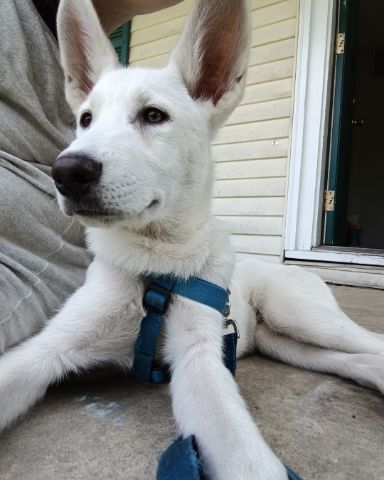 Cute German Shepard and Siberian Husky mix named Elton John