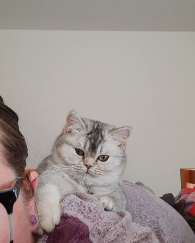 Cute British Shorthair named Cherry