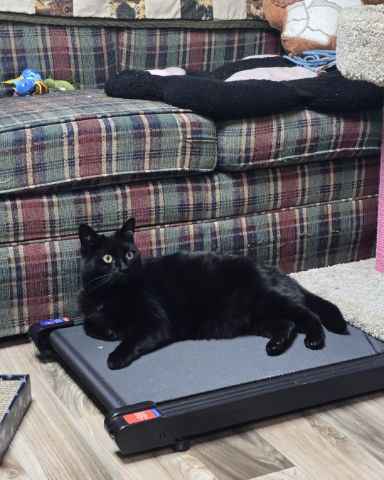 Cute cat named Balerion