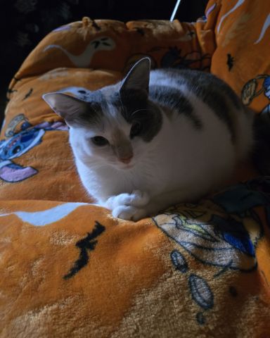 Cute cat named milkshake