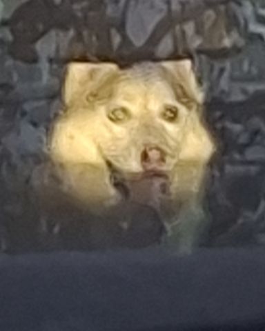 Cute husky named Athena