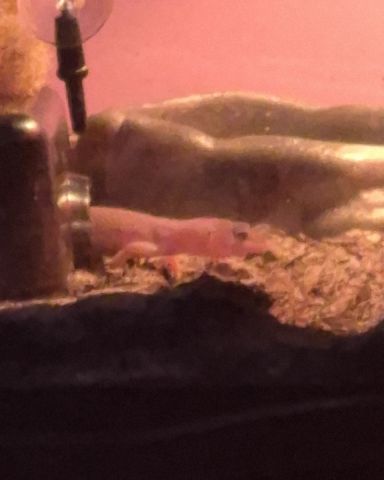 Cute blizzard lepord gecko named crystal