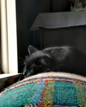 Cute Unsure named Sylvester