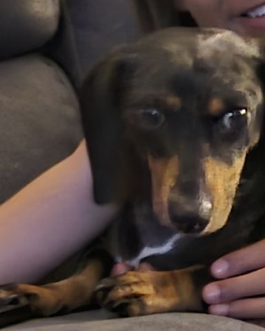 Cute dog named jr