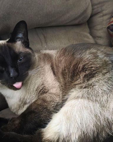 Cute Siamese named Luna🌙💫 (twin of Stella)