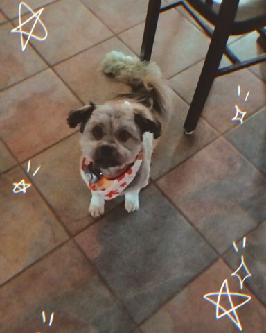 Cute dog named Coco
